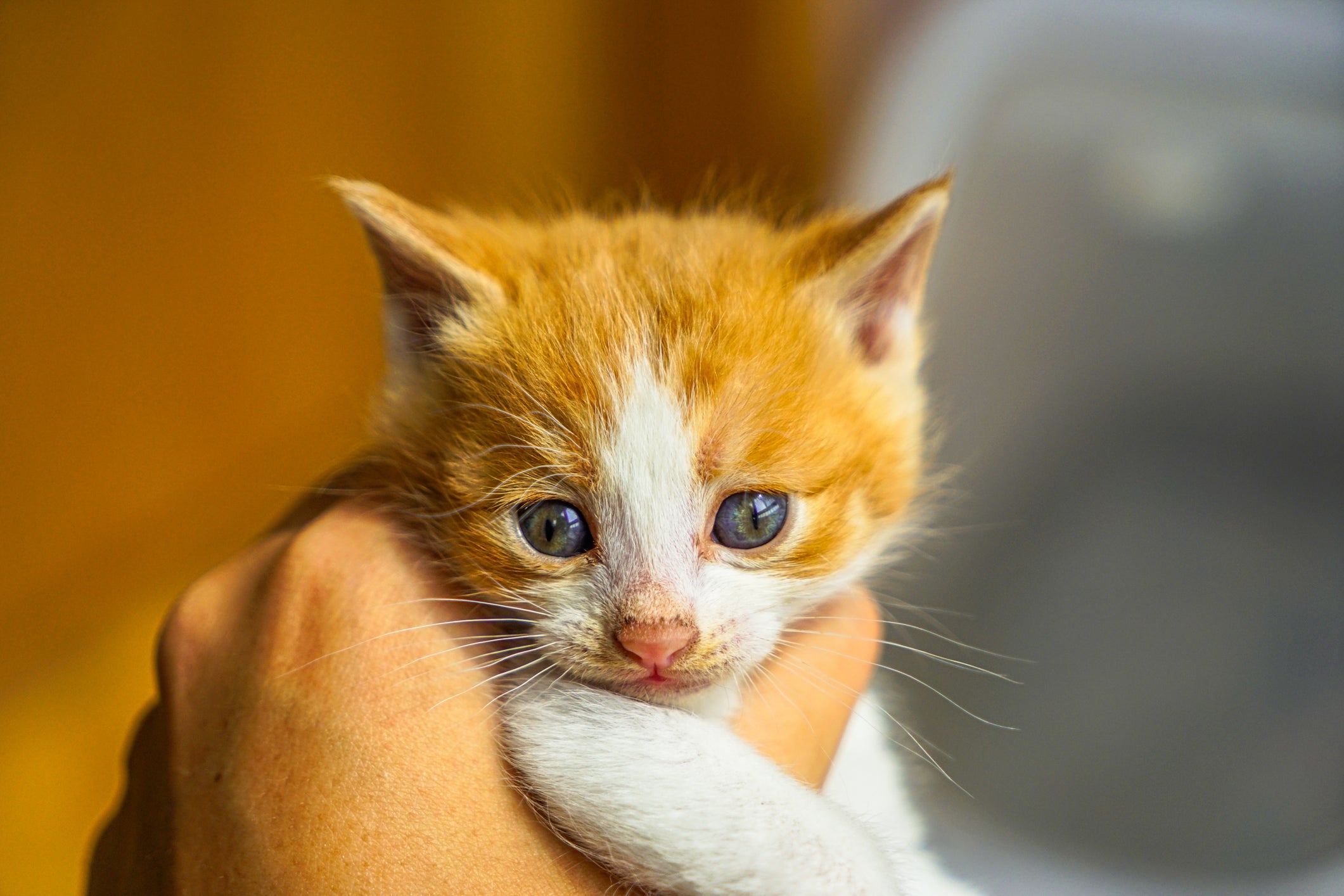Descubra os significados de sonhar com gato filhote