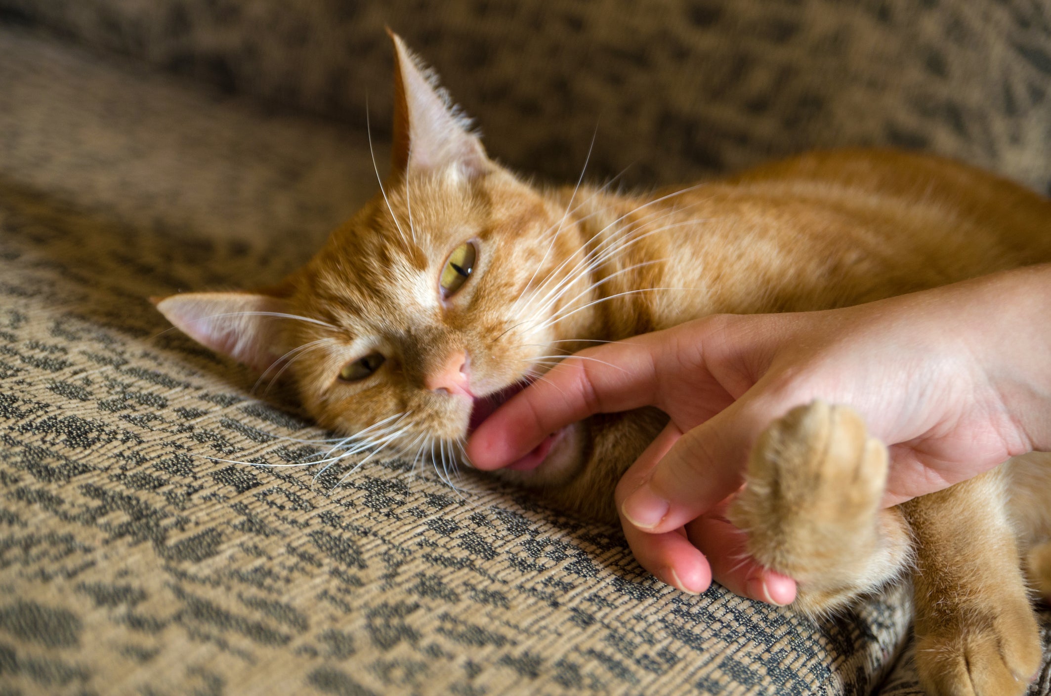 Sonhar com gato mordendo tem mais de um significado, como traição, pensamentos reprimidos e culpa