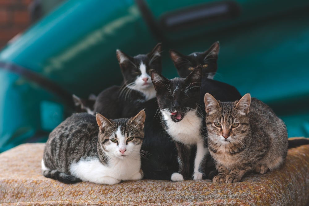 Sonhar com muitos gatos pode ser um alerta sobre as energias que te rodeiam