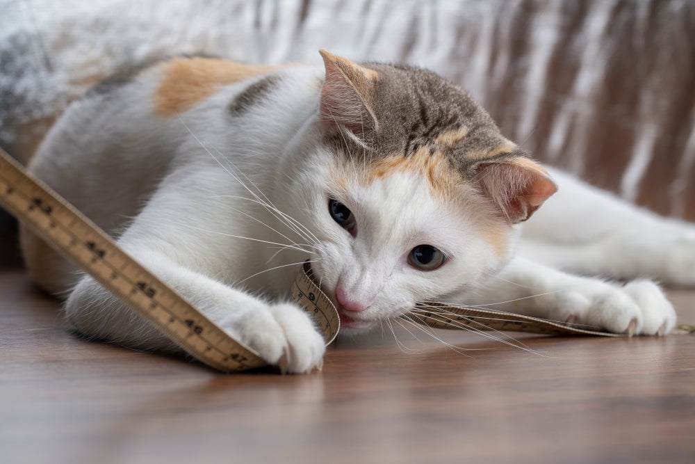 Veja algumas dicas de como medir o tamanho de um gato