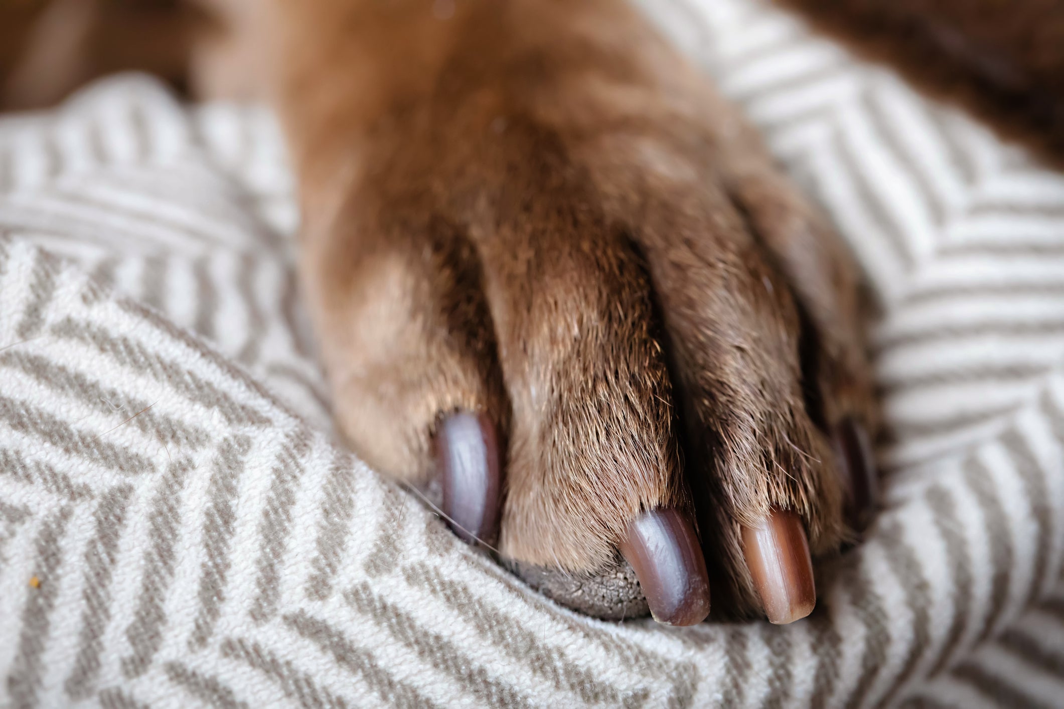 A unha de cachorro requer alguns cuidados importantes