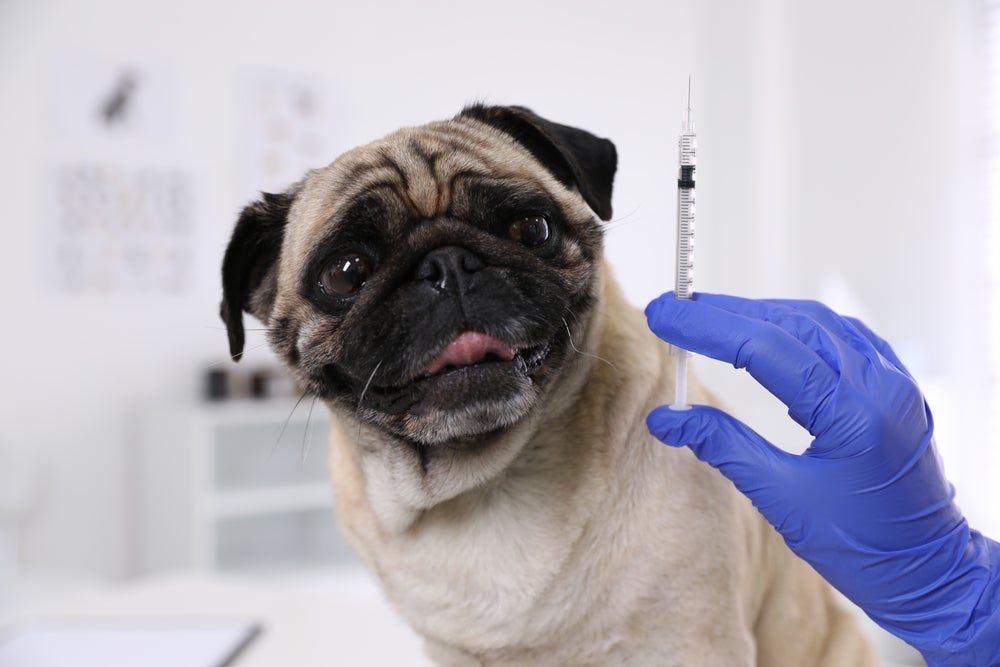 A vacina para cachorro pode provocar sintomas brandos e que passam rapidamente