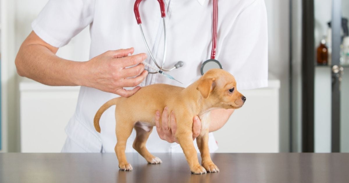 A vacina V10 é um dos principais imunizantes para proteger os cães