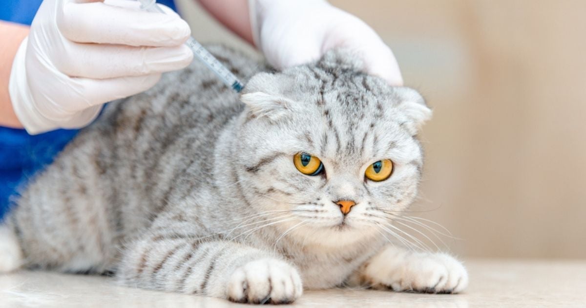A vacina V5 para gatos é importante para manter o seu bichano protegido contra várias doenças
