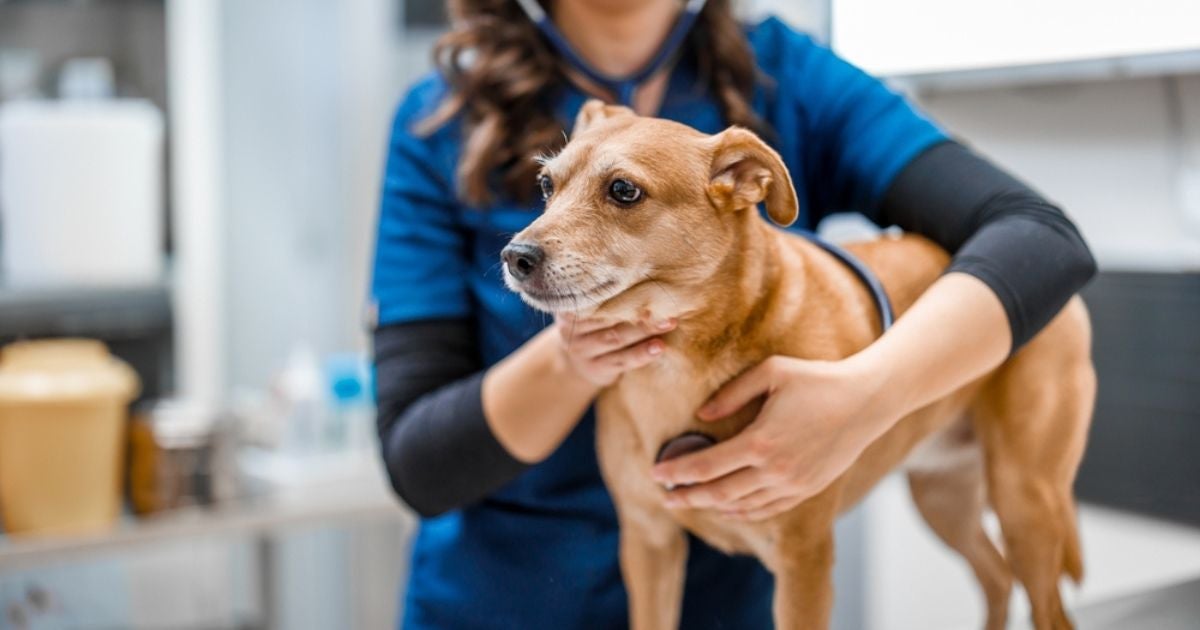 Adotar um cachorro significa que você deve ir a uma consulta veterinária em breve!