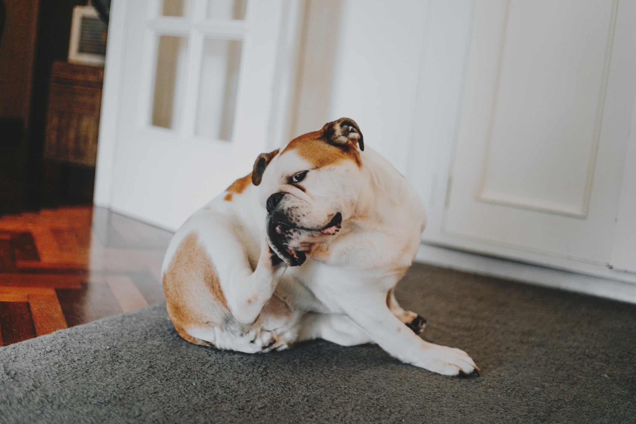 A alergia em cachorro pode causar sintomas dermatológicos e respiratórios no pet