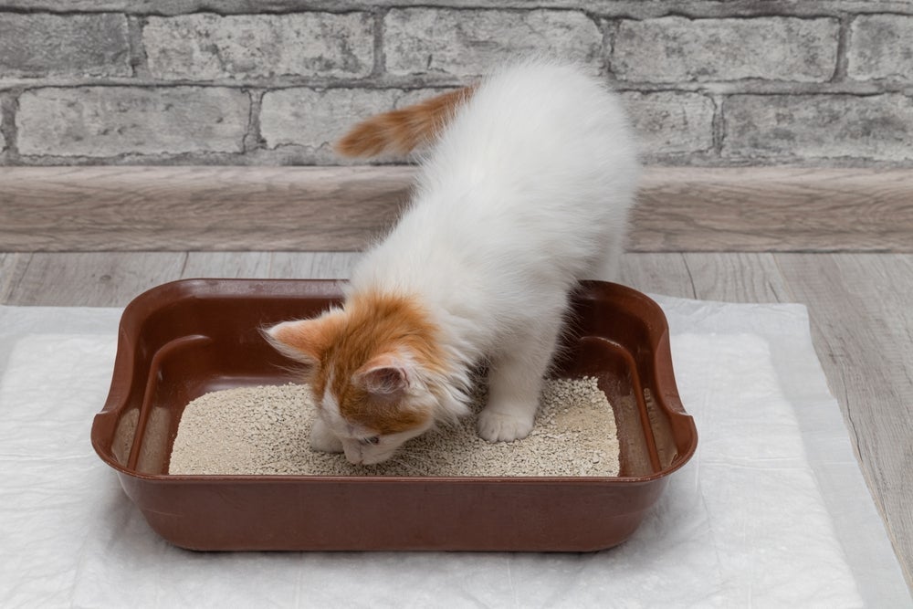 A areia para gato mais fina é a preferida dos bichanos