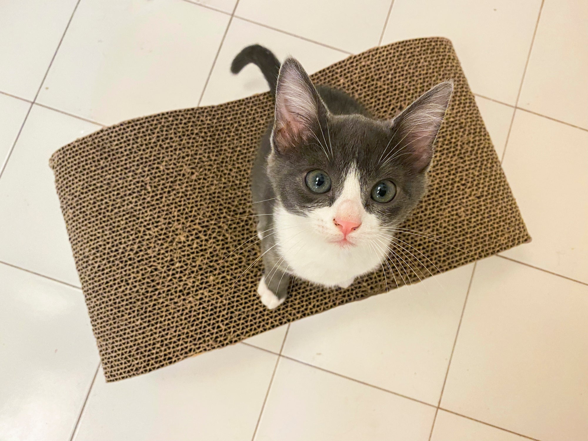 O arranhador de papelão faz sucesso entre os gatinhos