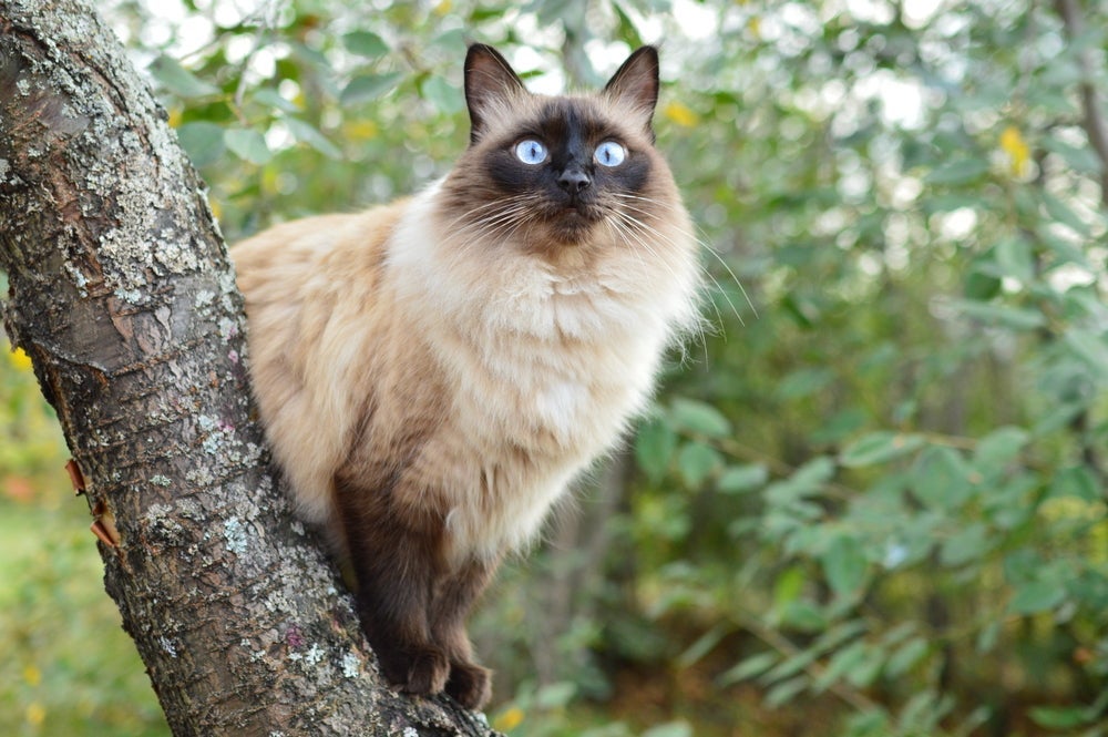O gato Balinês é bem peludinho e tem uma personalidade sociável