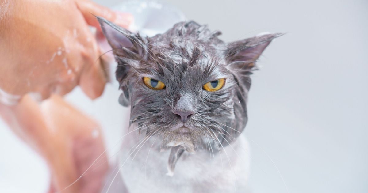 O banho em gato não costuma ser apreciado pelos felinos