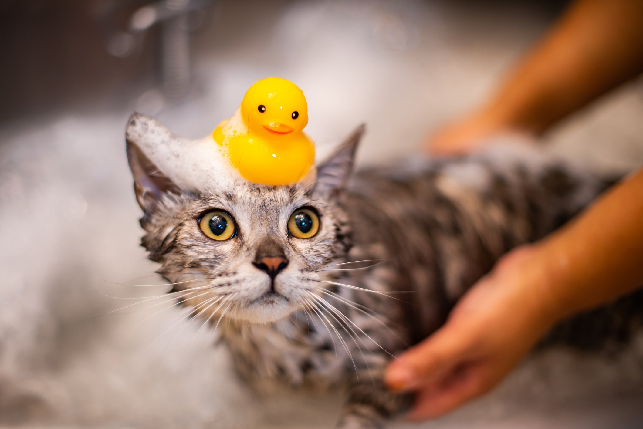 Dar banho em gato só é indicado em situações bastante específicas e por isso desperta muitas dúvidas