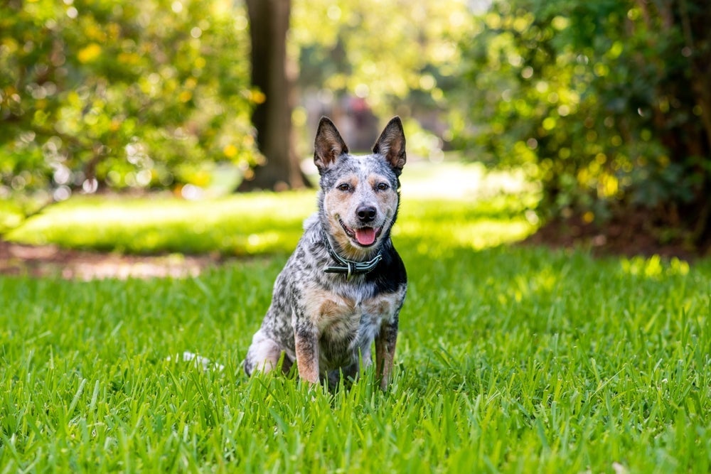 O Blue Heeler é uma das cores possíveis do Boiadeiro-australiano