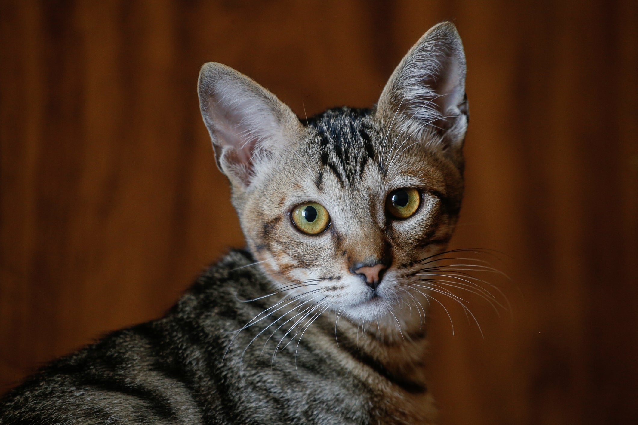 Veja como diferenciar um Brazilian Shorthair de um gato rajado sem raça