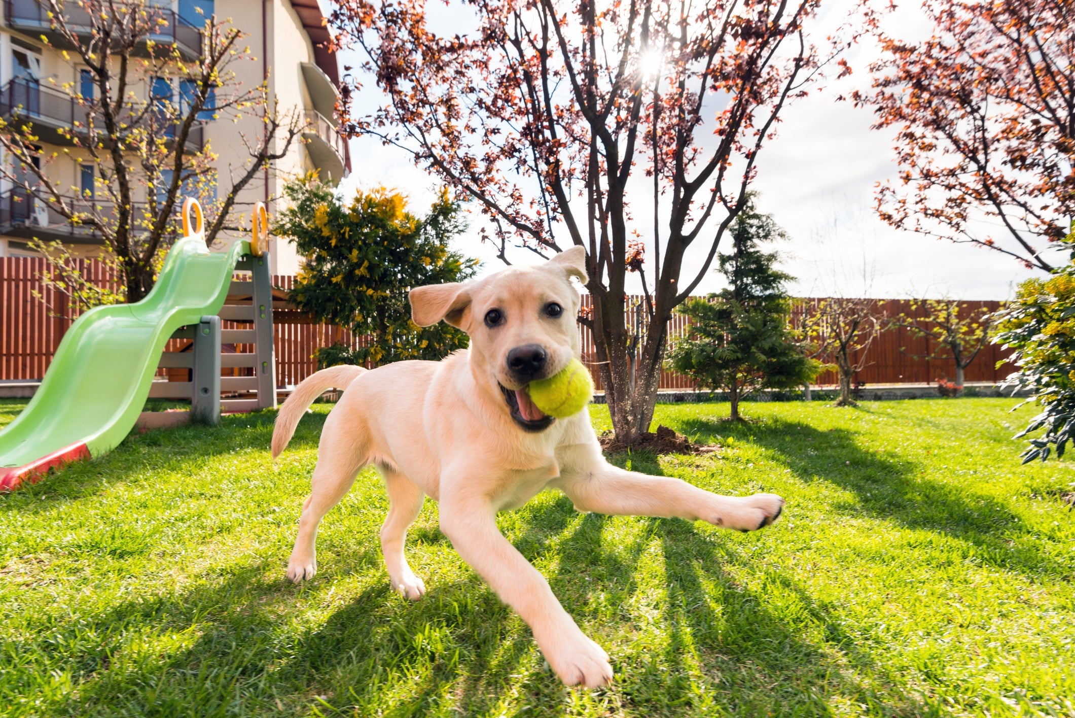 Os brinquedos para cachorro deixam os pets mais felizes e saudáveis