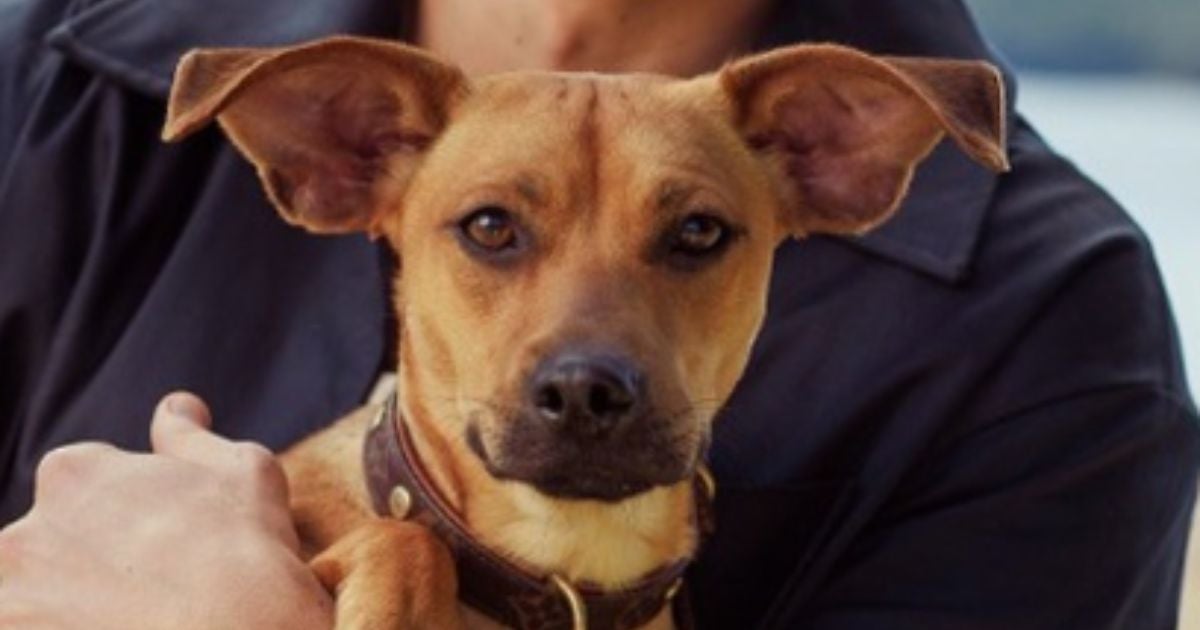 O cachorro caramelo faz tanto sucesso que ganhou até filme (Créditos: Divulgação)