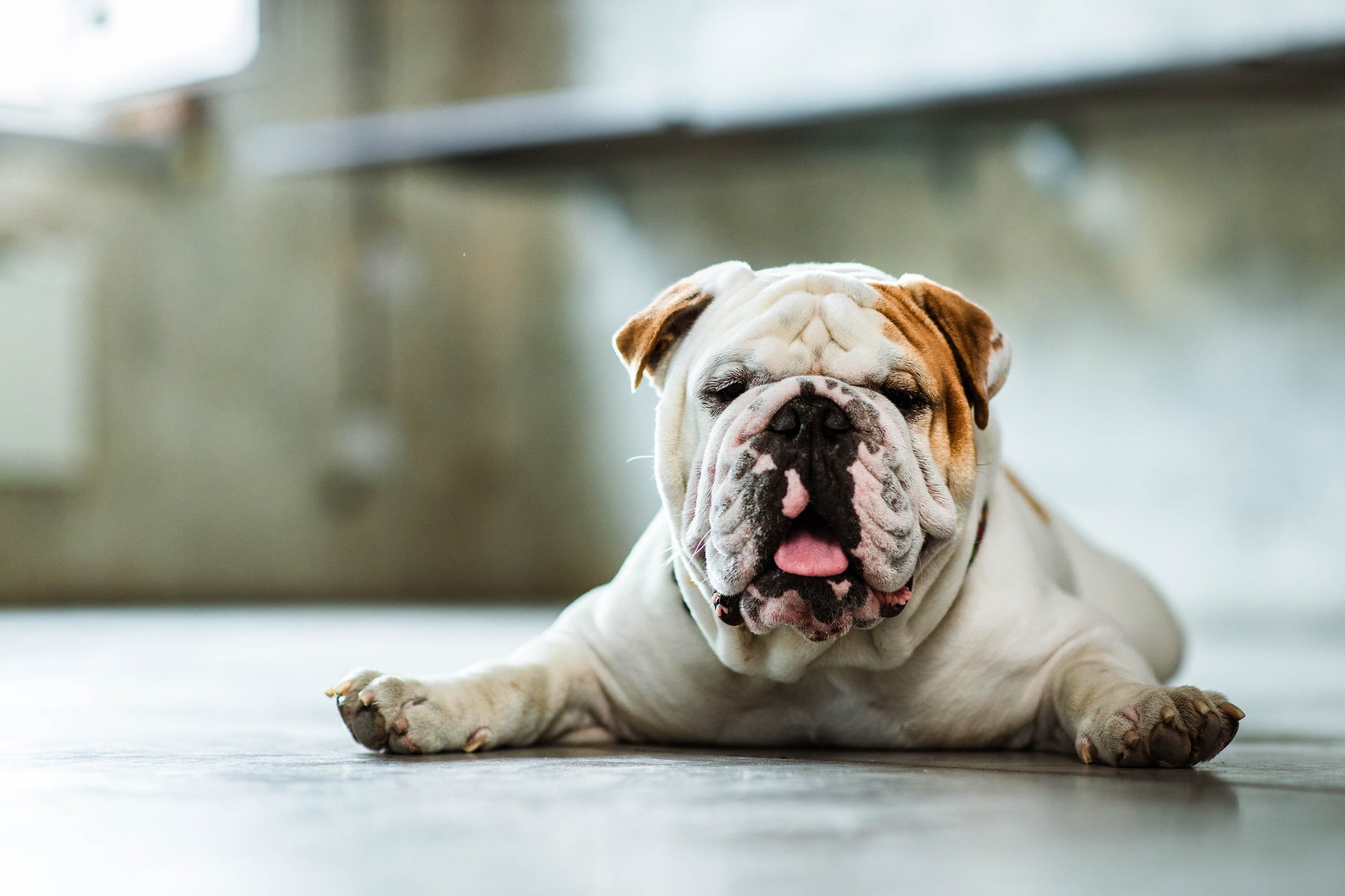 O cachorro com calor pode ficar com a língua de fora