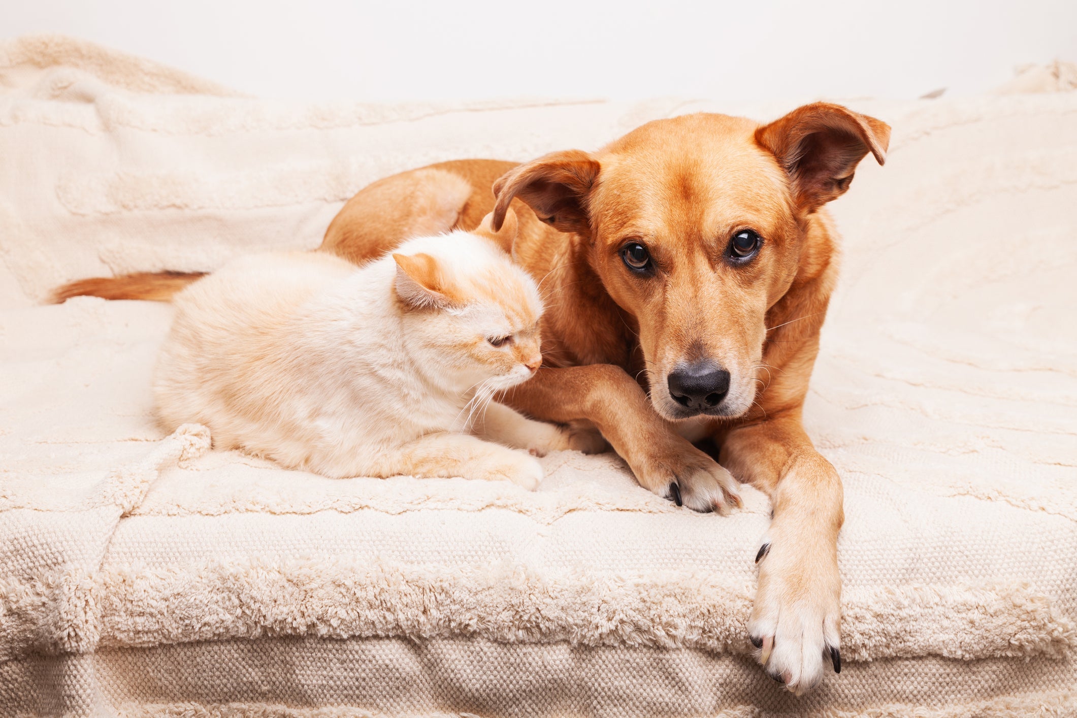 Gato e cachorro com câncer terminal precisam de cuidados paliativos para maior conforto