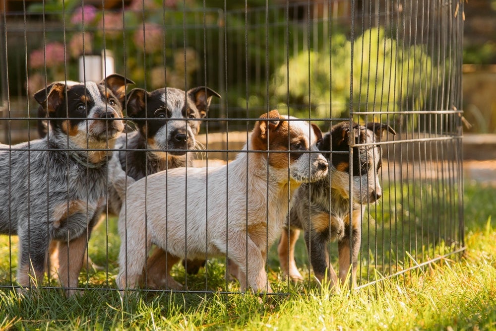 Veja os cuidados que você deve tomar antes de comprar um cachorro de raça em qualquer lugar