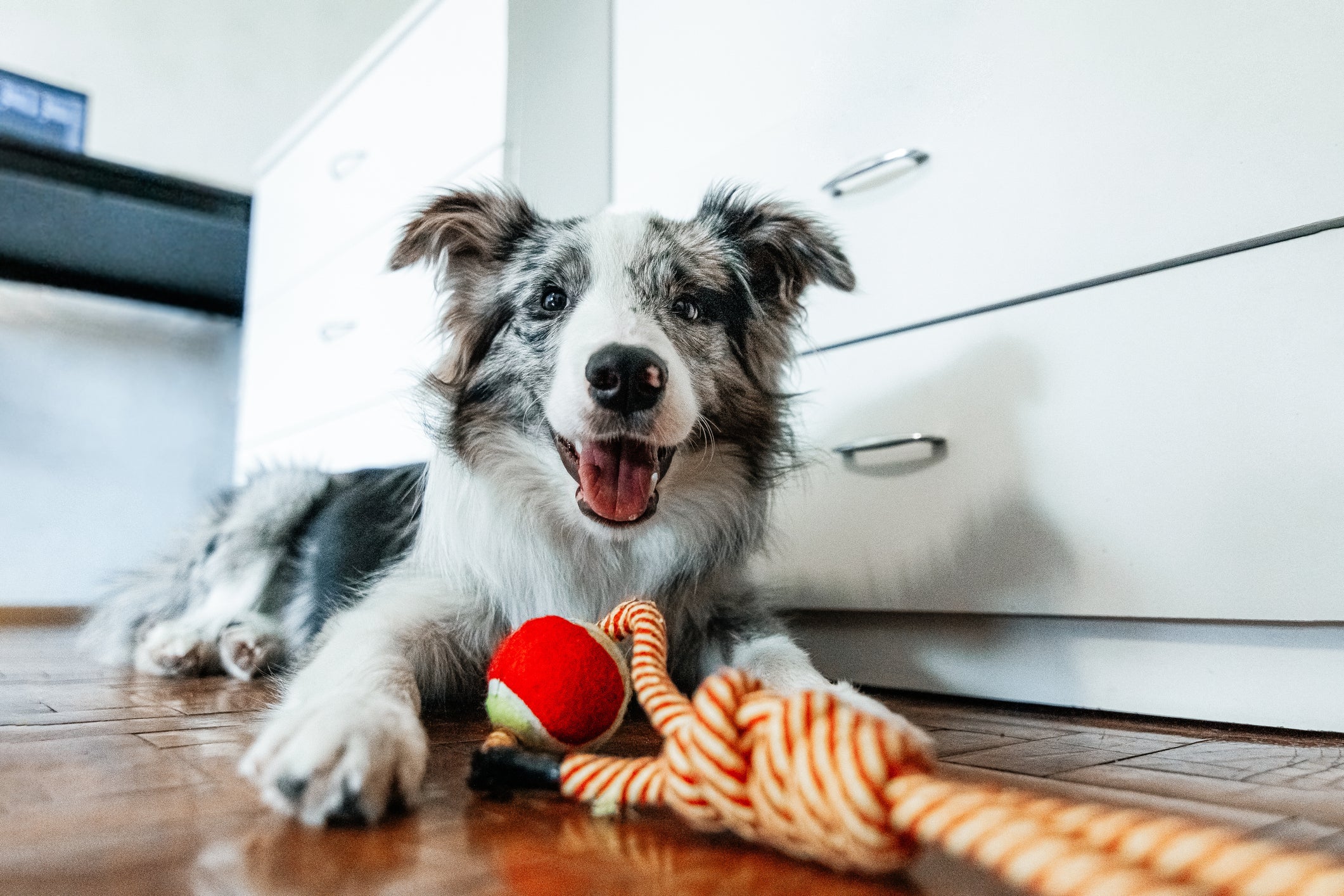Fazer um cachorro feliz não é difícil, e pode ser alcançado com coisas básicas