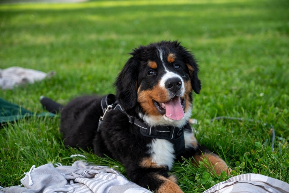 O cachorro filhote pode desenvolver diferentes traços de personalidade