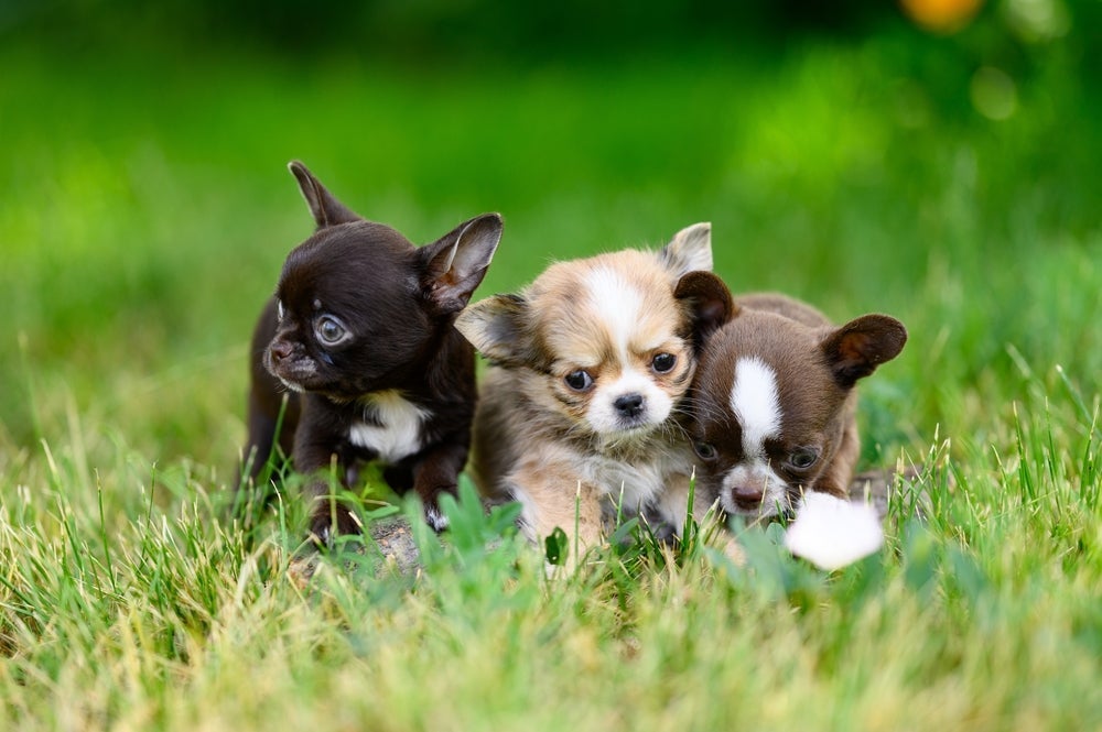 O cachorro filhote tem diferentes fases de desenvolvimento