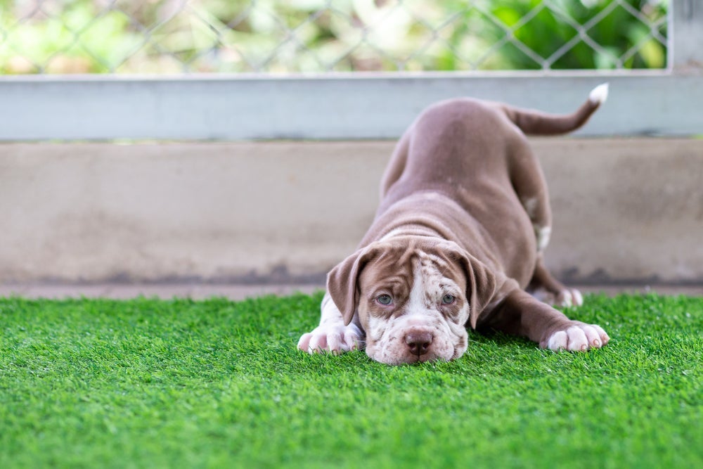 O cachorro filhote está na fase perfeita para aprender algumas coisas importantes