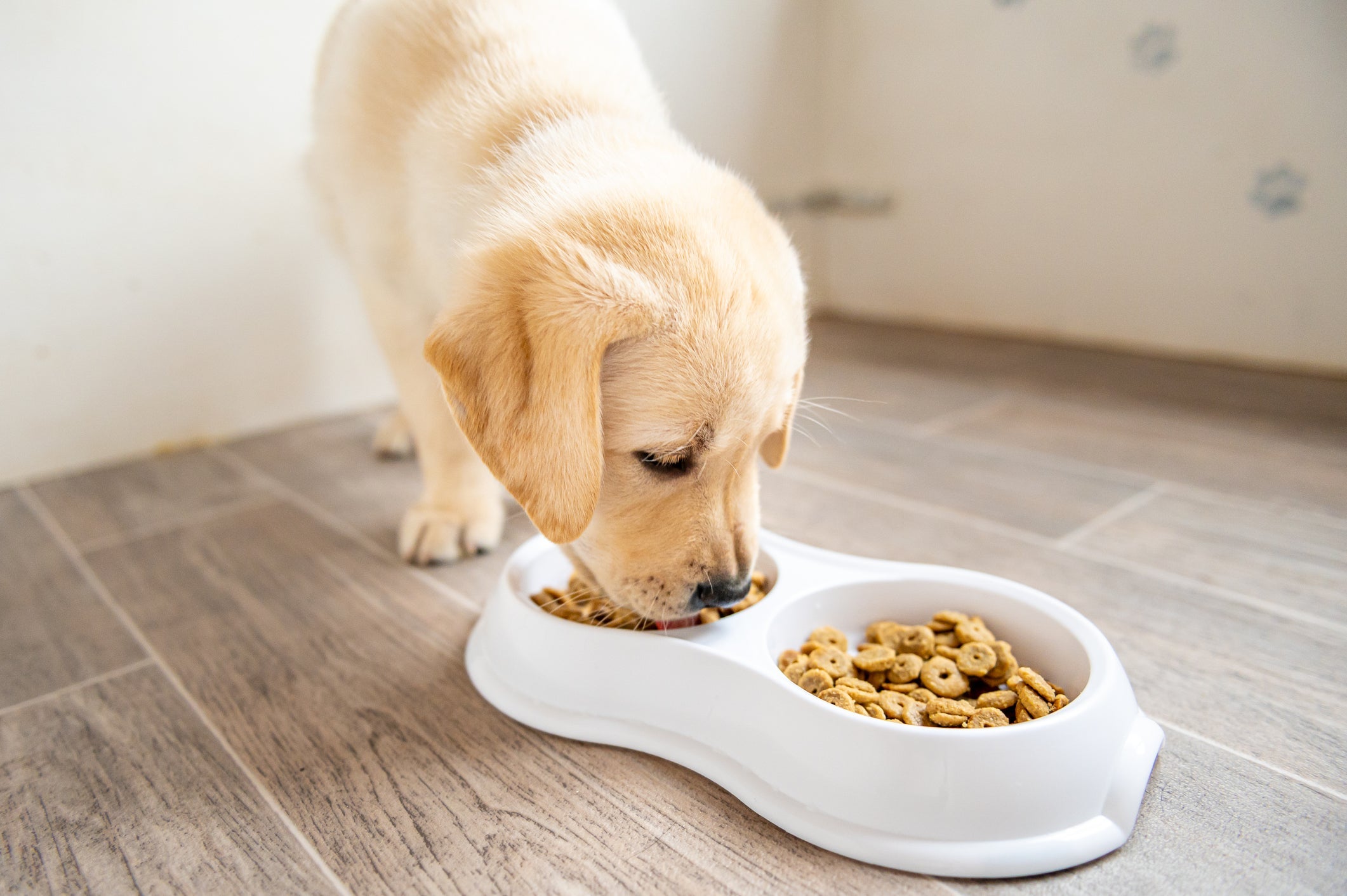 O cachorro filhote precisa de cuidados redobrados com a alimentação