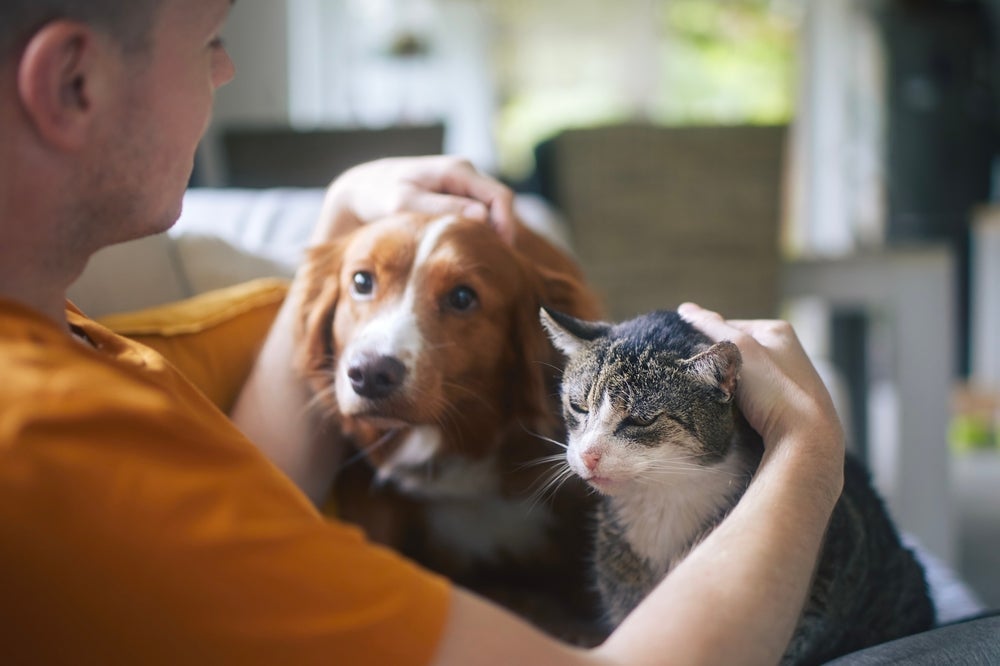 O pet, dependendo da espécie, pode ter uma percepção diferente dos humanos