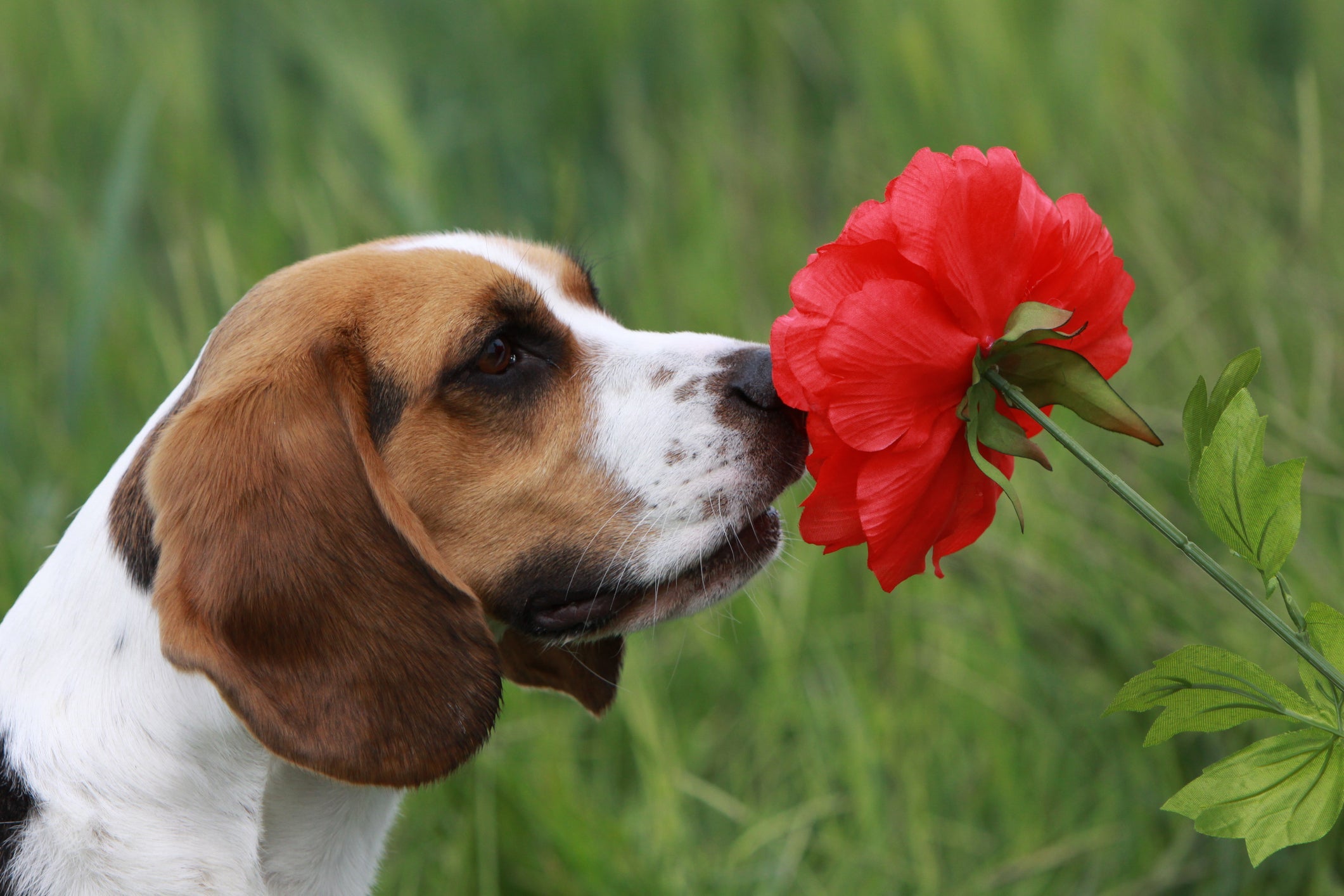 Confira quais são as flores que deixam o cachorro intoxicado 