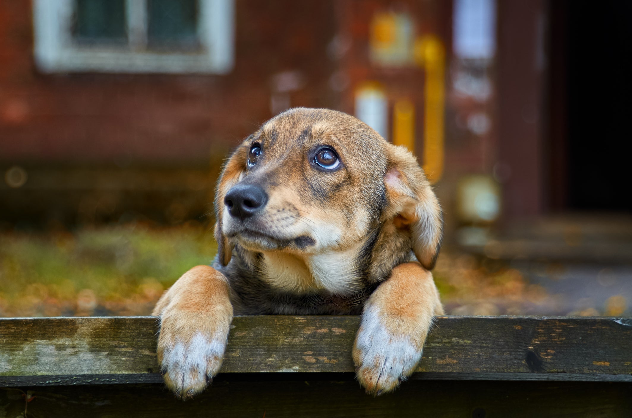 O cachorro tem sentimento e pode ficar triste com diversas situações