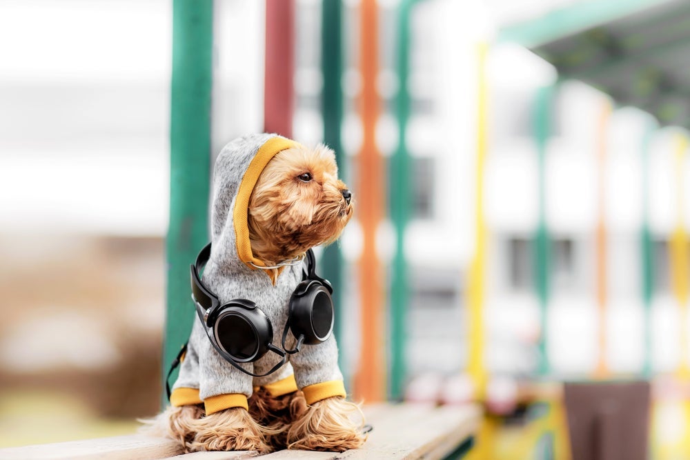 A personalidade do cachorro pode ajudar a descobrir quem ele é em um festival