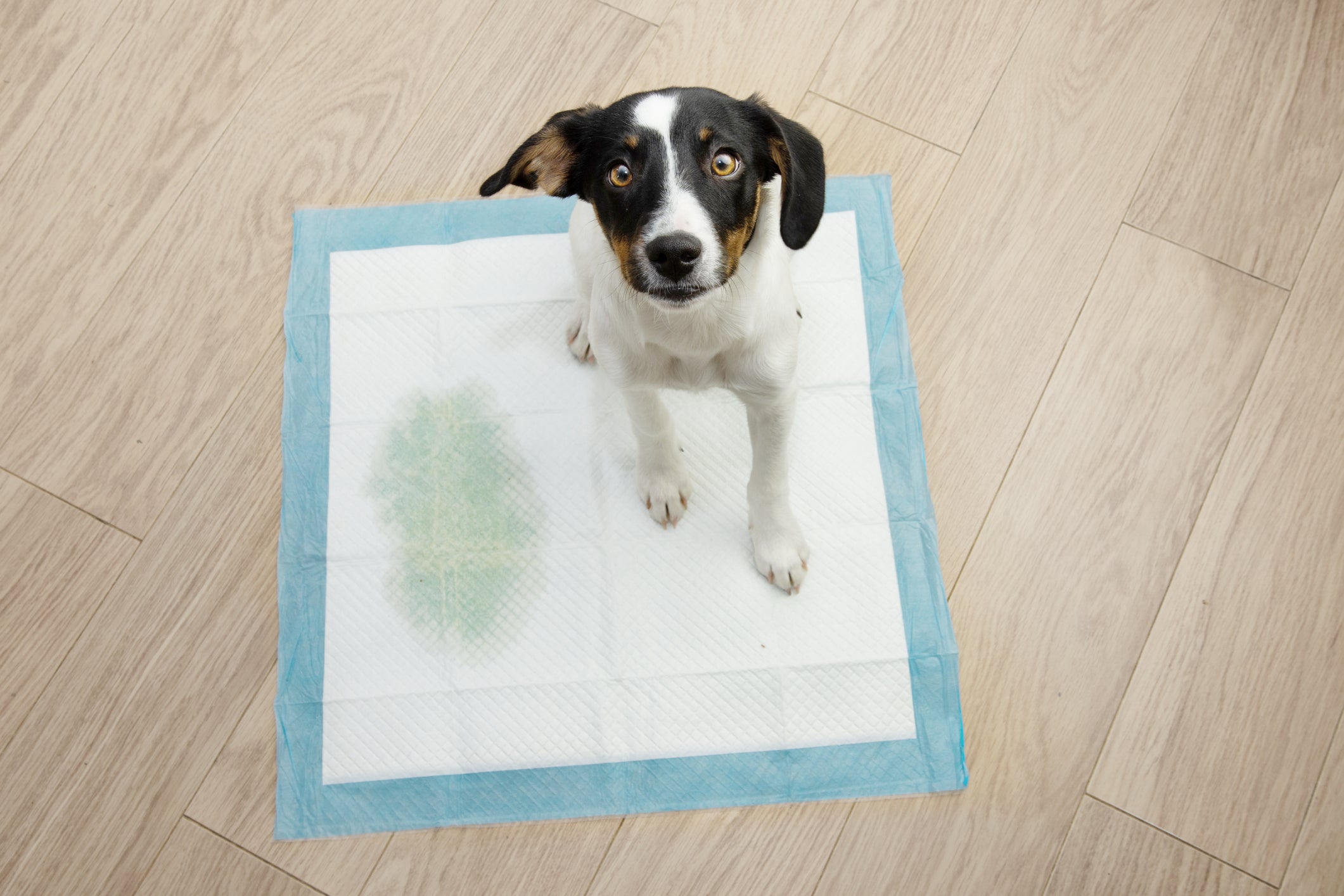 Cuidar das necessidades do cachorro inclui prestar atenção nas vezes que ele usa o banheiro