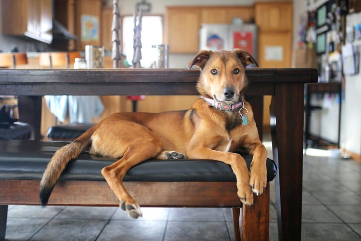 Alguns cachorros para apartamento podem te surpreender