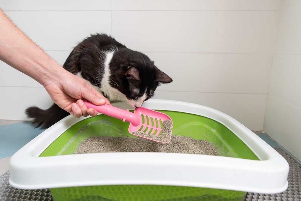 A caixa de areia para gatos precisa de uma limpeza superficial, e outra mais intensa