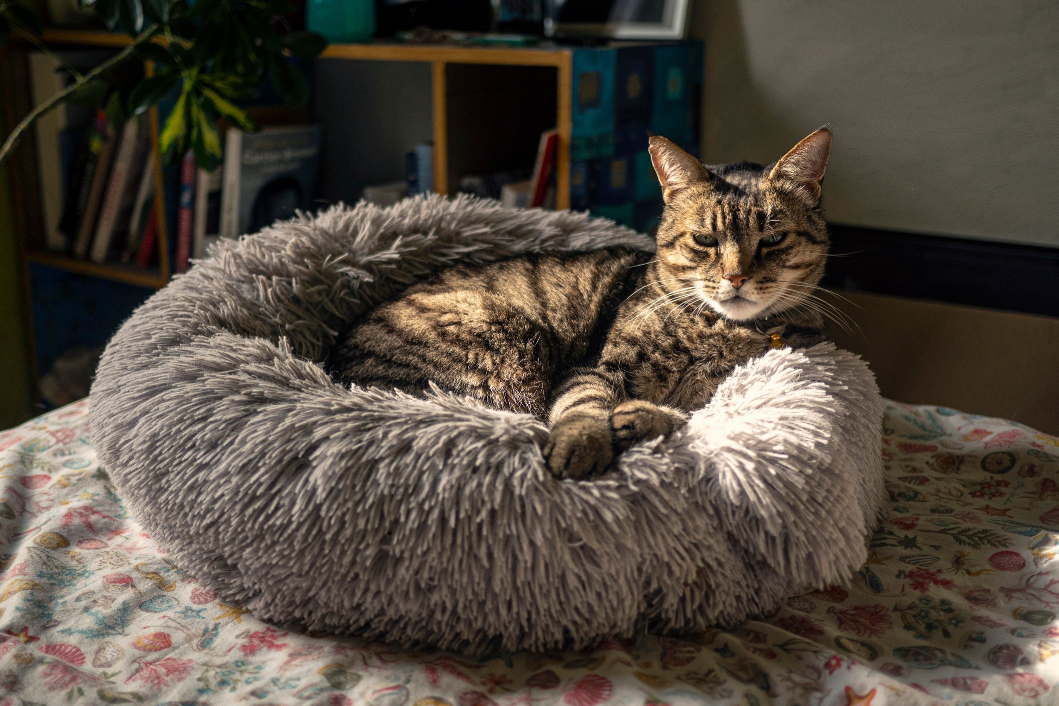 A cama para gato traz conforto e segurança ao animal