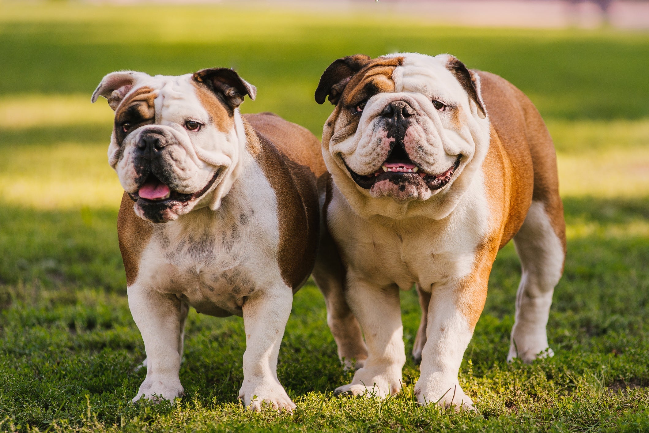 Confira quais são os tipos de Bulldog mais conhecidos 
