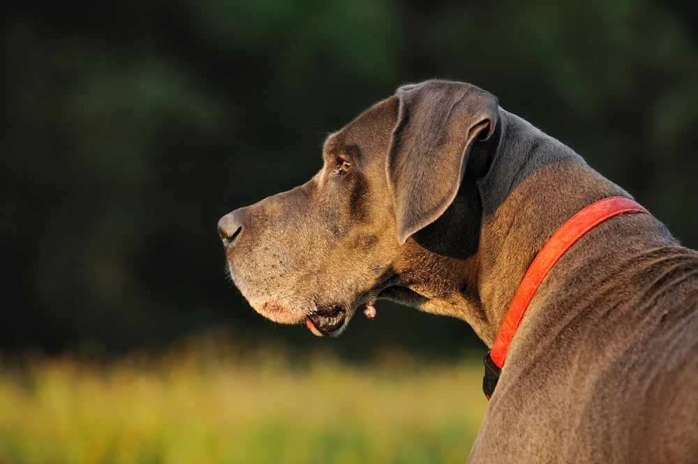 O caroço em cachorro nem sempre é maligno, mas somente um profissional poderá identificar isso