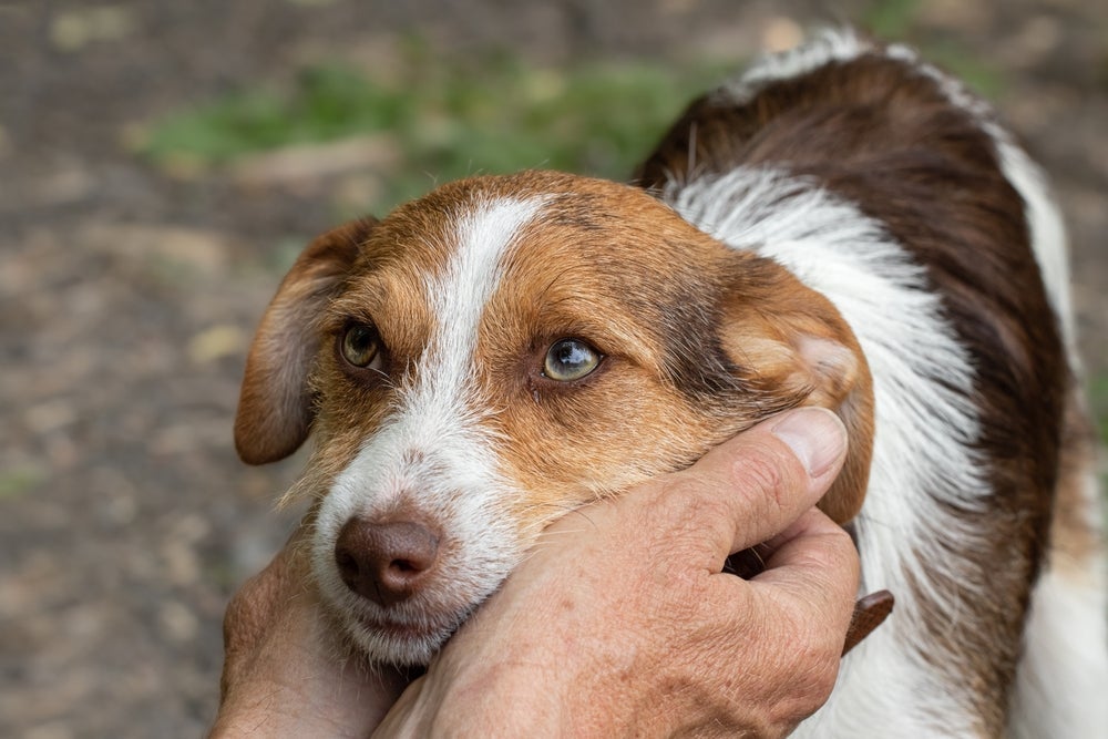 O cérebro de cachorro tem várias curiosidades impressionantes