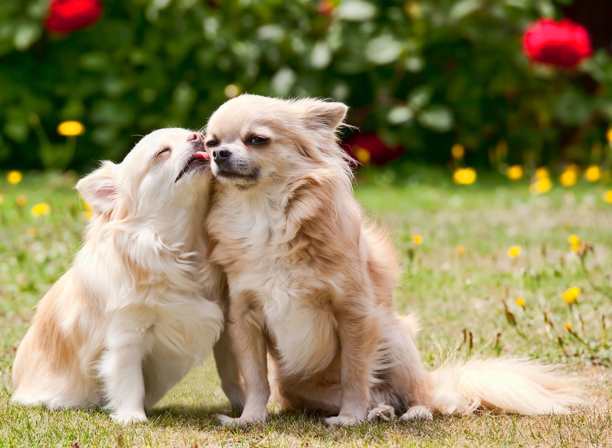 O cio de cachorro é um momento de muitas mudanças na vida do pet