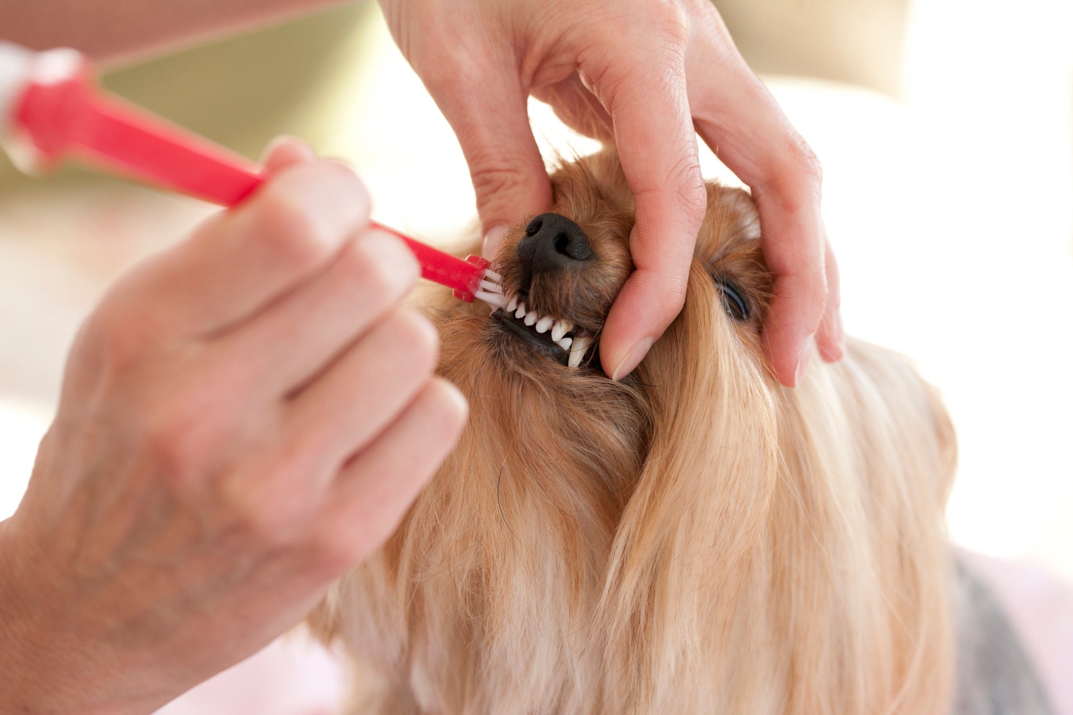 Saber como escovar dente de cachorro da maneira correta é muito importante