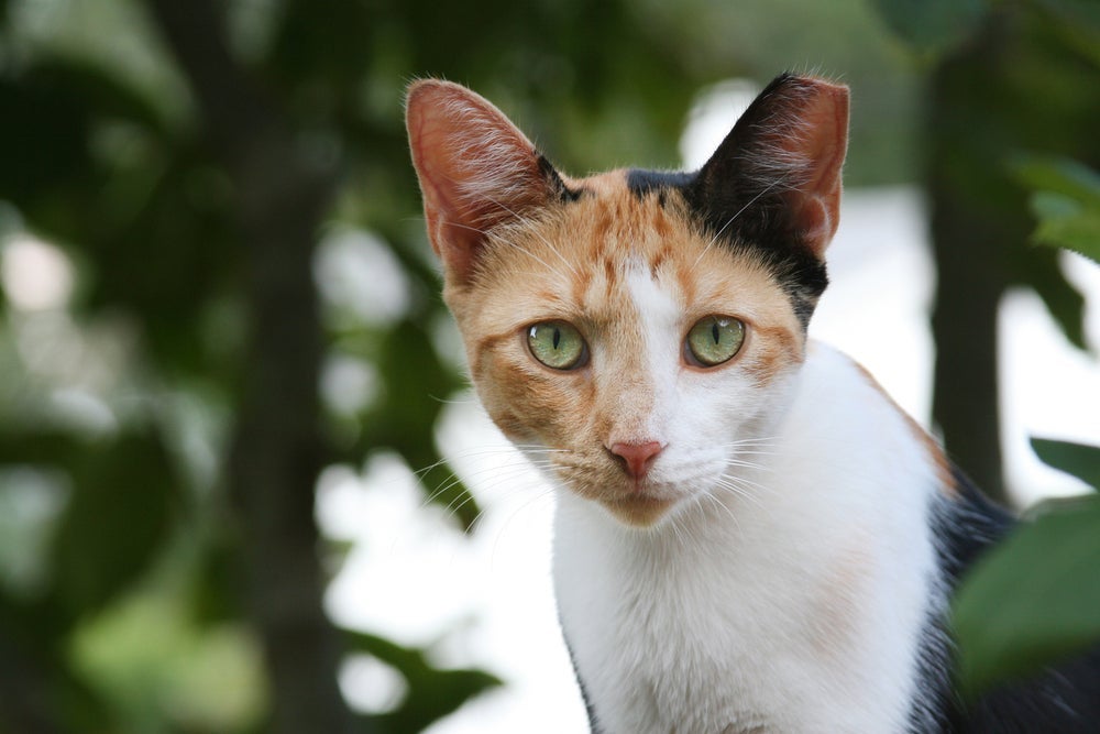 Existem formas de como saber se o gato é fêmea pela cor, mas não são tão garantidas