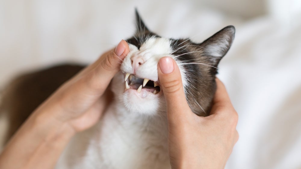 O dente de gato não deveria cair quando ele fica mais velho