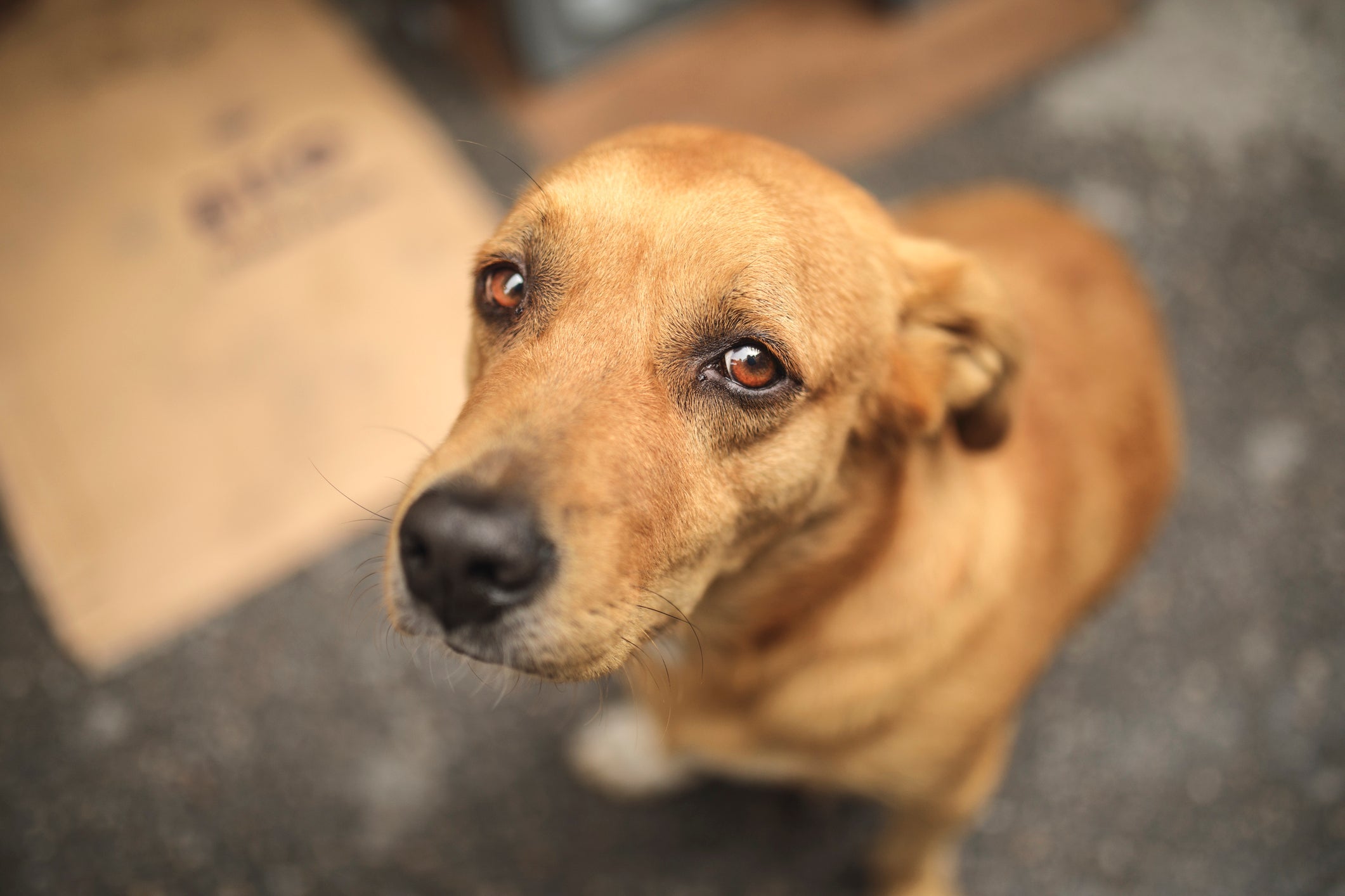 Algumas doenças de cachorro são super perigosas