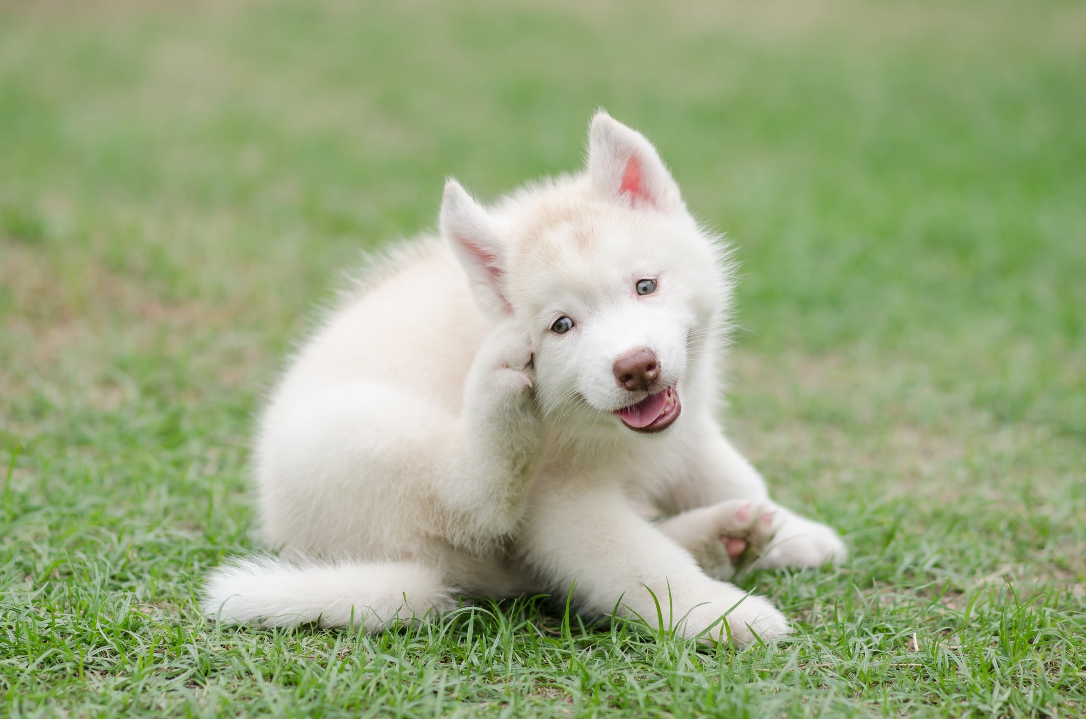 A coceira é um dos principais sintomas de doenças de cachorro na pele 