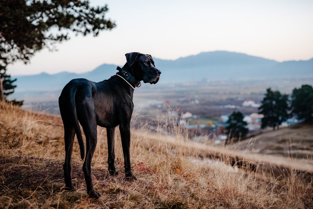 O Dogue Alemão é um cachorro gigante considerado o maior do mundo