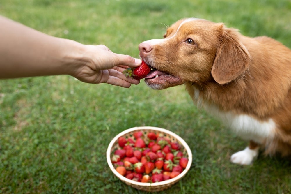 Algumas frutas para cachorro podem ser grandes aliadas da saúde do seu pet