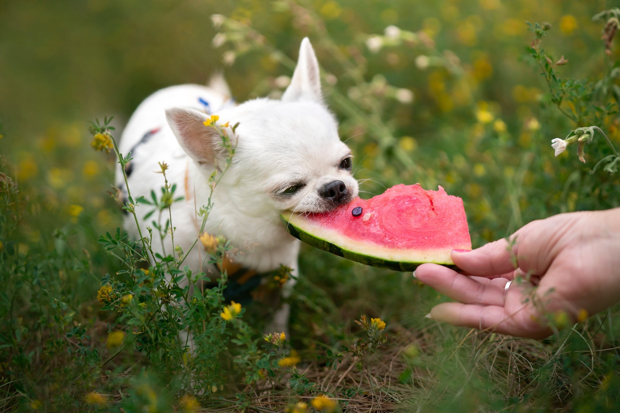 Saber quais frutas para cachorro são liberadas ou não pode salvar a vida do seu pet
