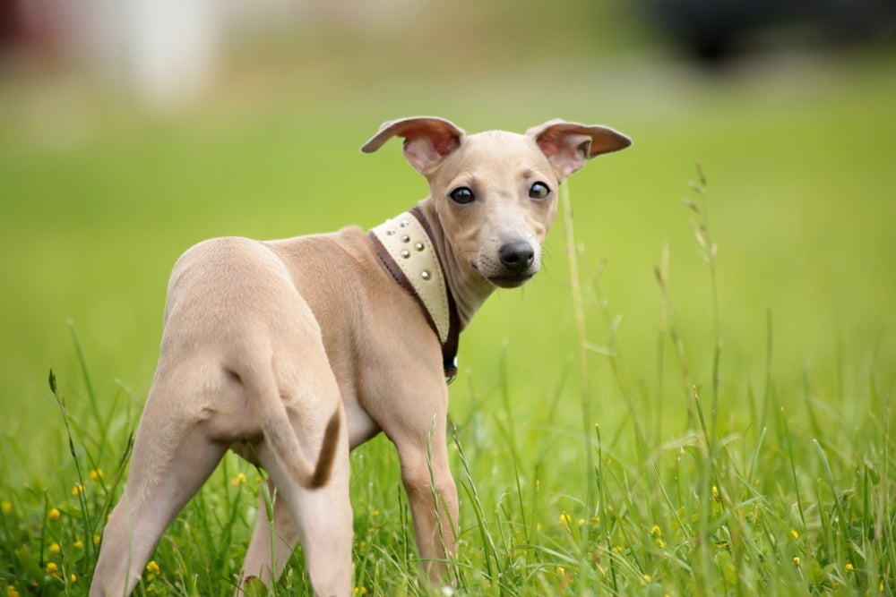 O Galgo Italiano é uma raça muito querida e especial 