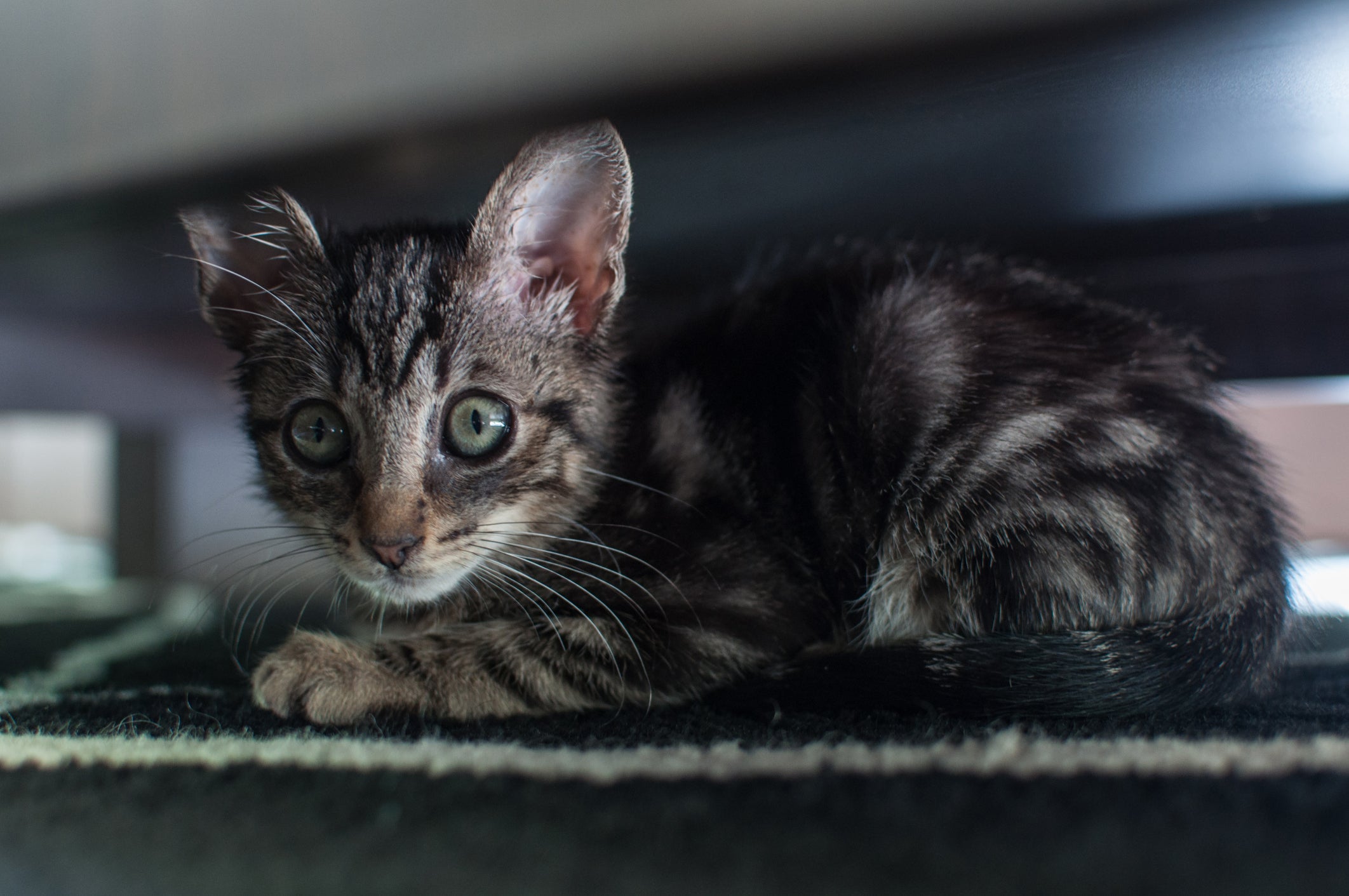 Muitas situações podem deixar um gato com medo no primeiro ano de vida