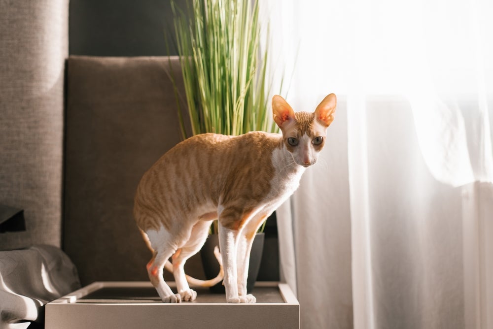 Encontrar um gato emagrecendo repentinamente é algo que precisa de atenção